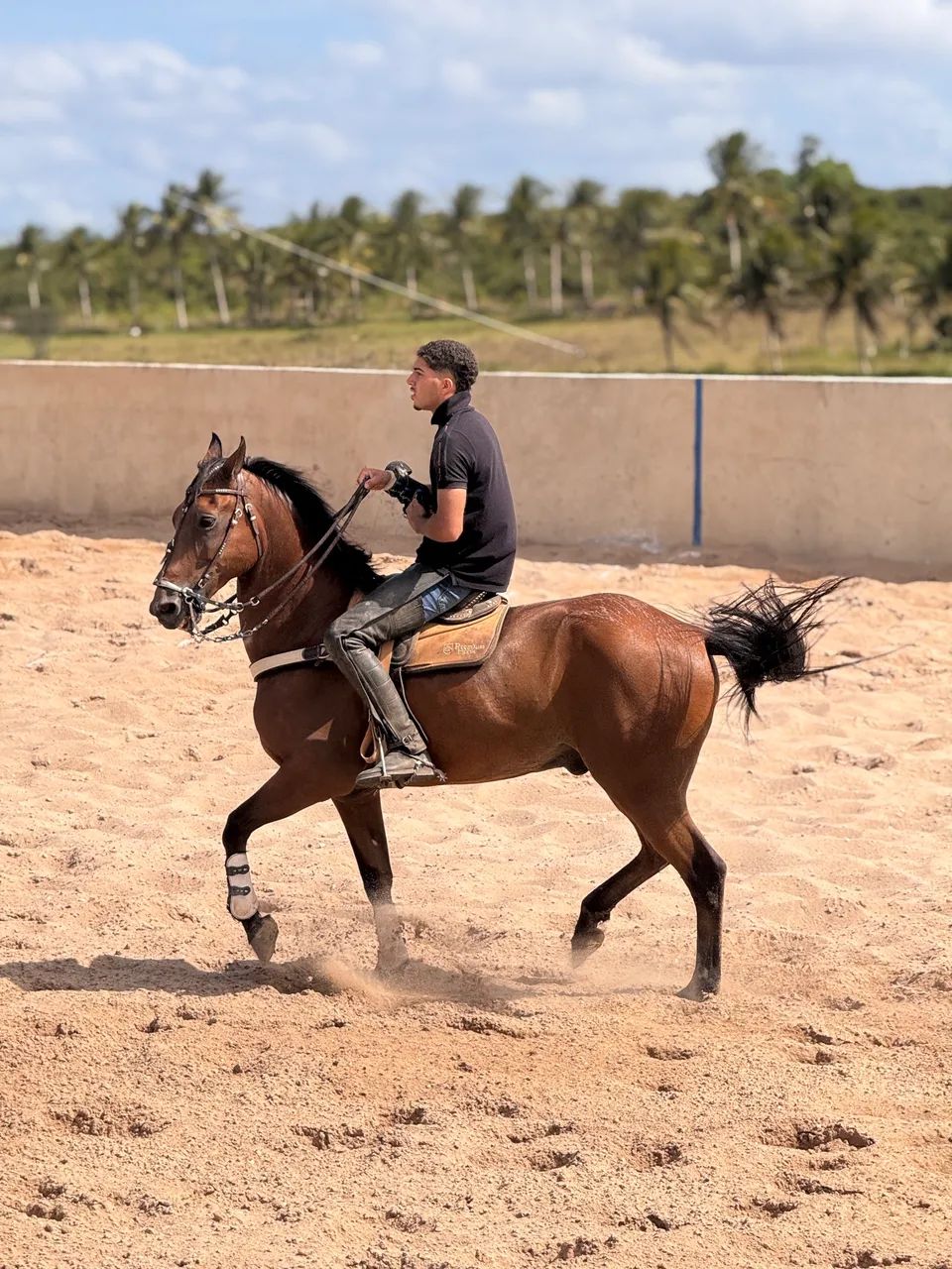 Cavalo de vaquejada  - Foto 4