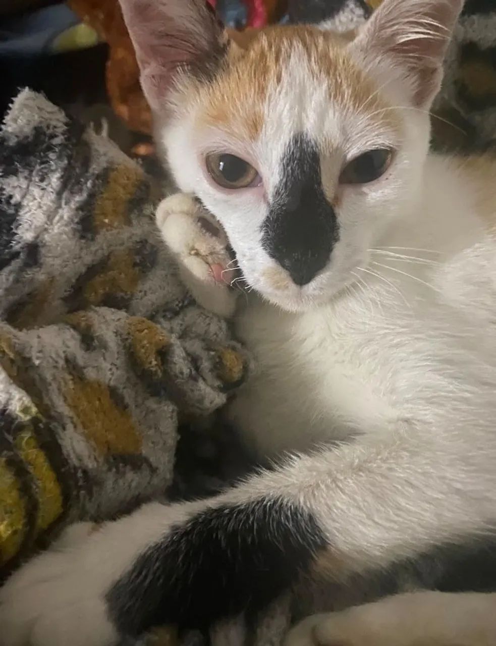 gata para adoção  - Foto 2