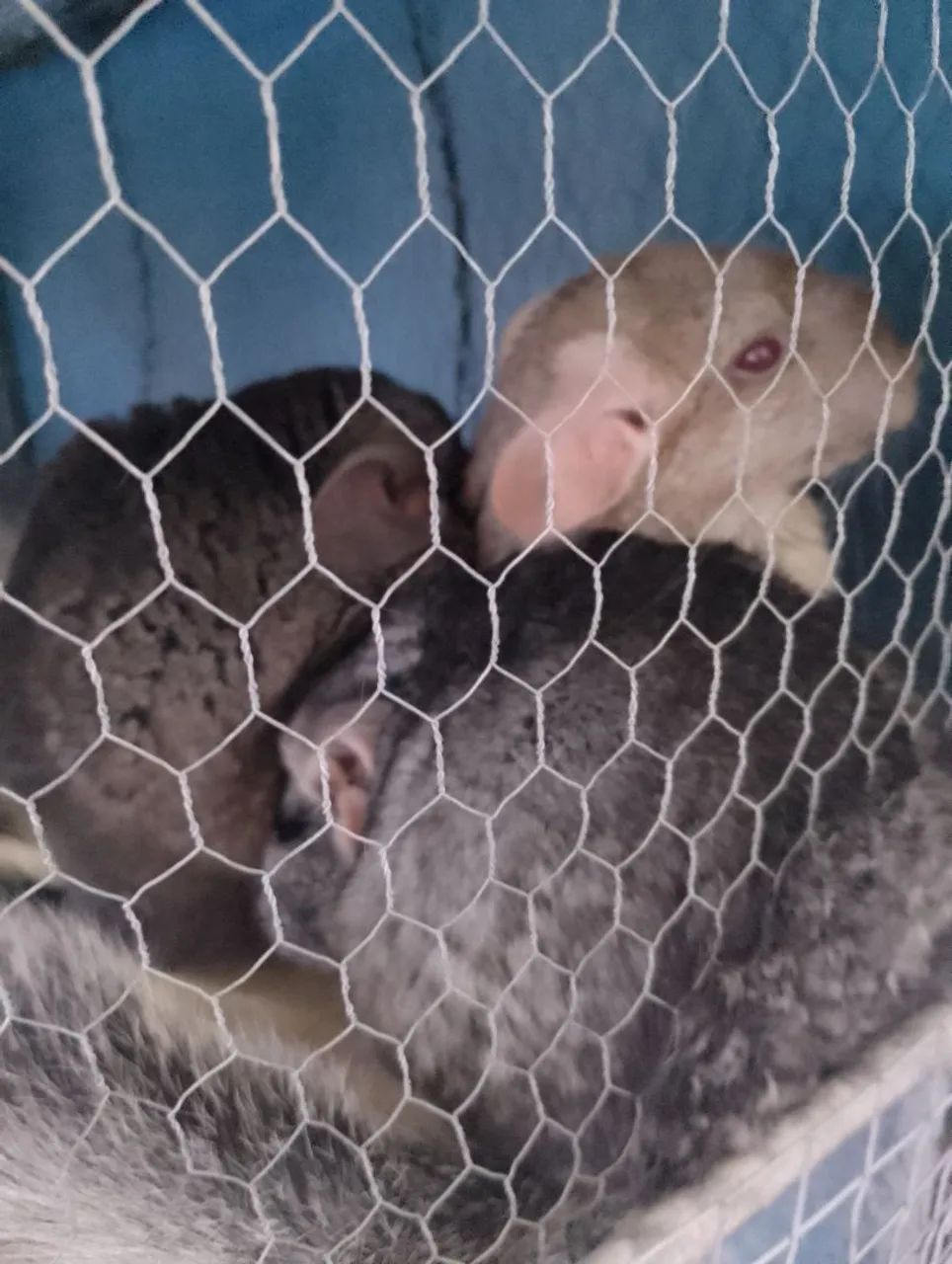 Chinchila à venda -Trio Reprodutivo - Foto 5