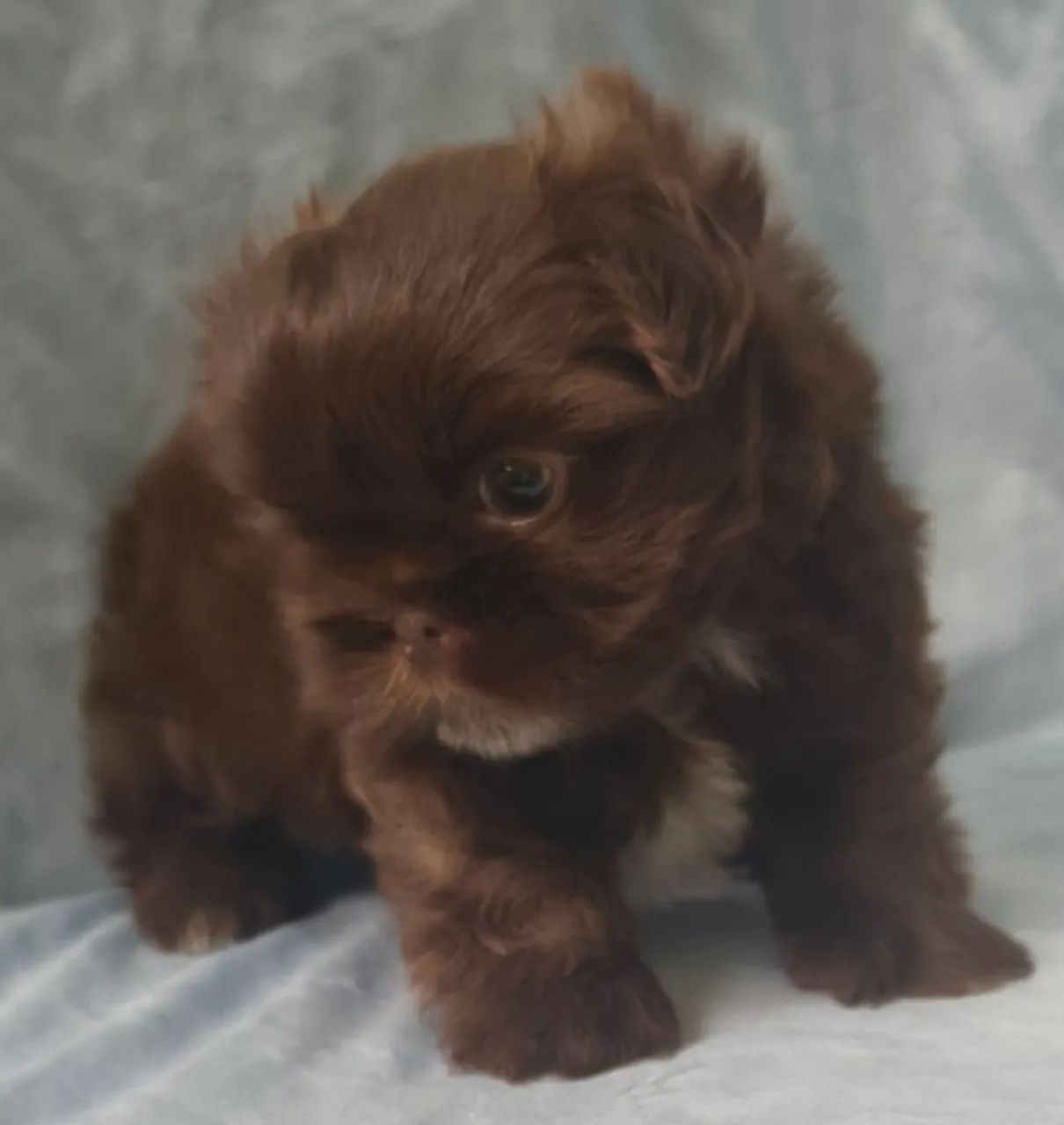 Lindo machinho  de Shitzu disponível  - Foto 5