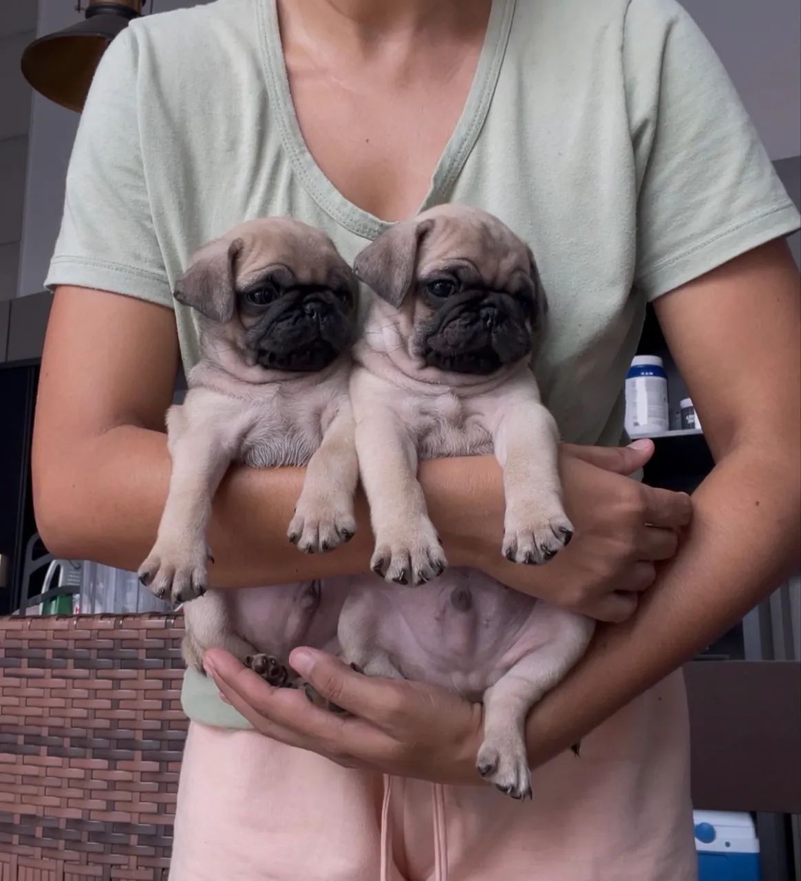 Pug  - Foto 3