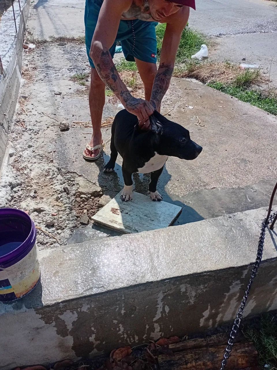 Cães  - Foto 4
