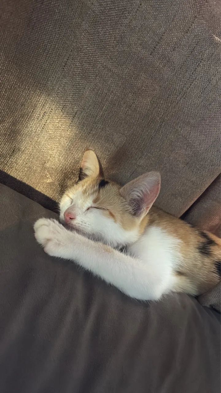 Procura se gatinho Perdido 