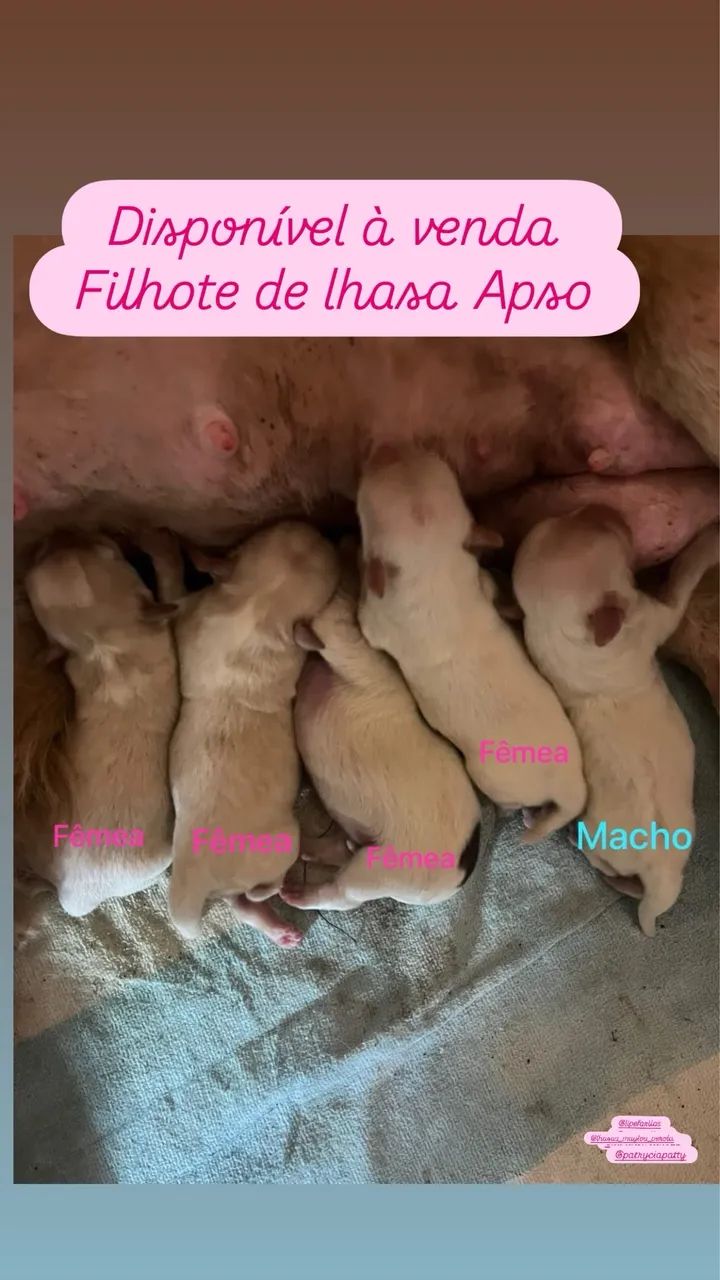 Cachorro 