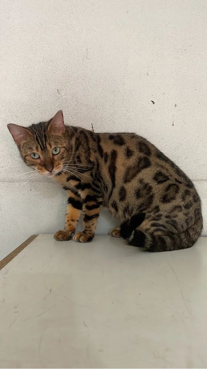 Gatos