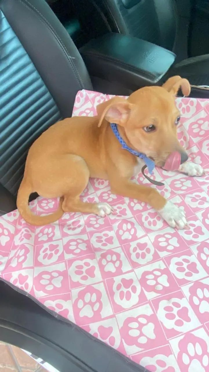 Cachorro aproximadamente 6 meses para adoção  - Foto 3