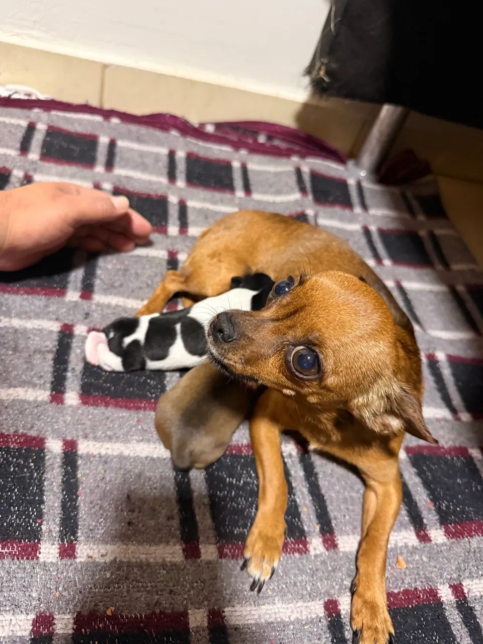 Pinscher  - Foto 5