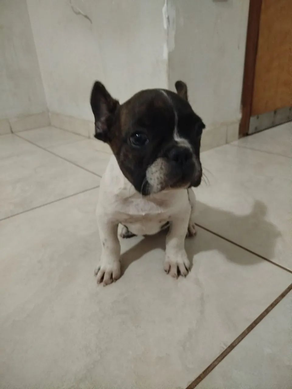Bulldog francês Macho - Foto 2