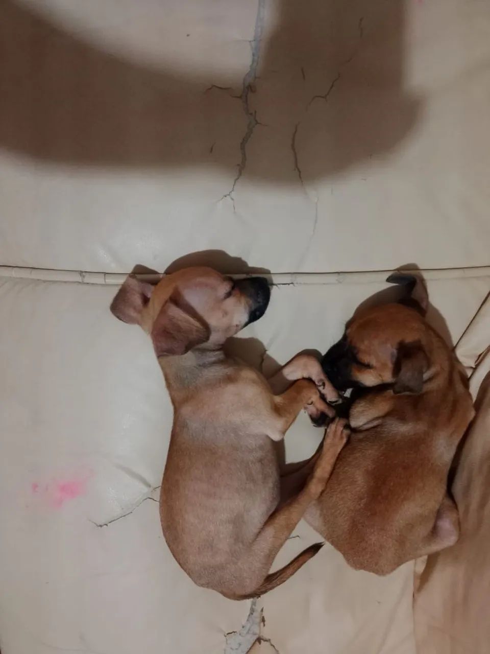 Adoção de cachorros 