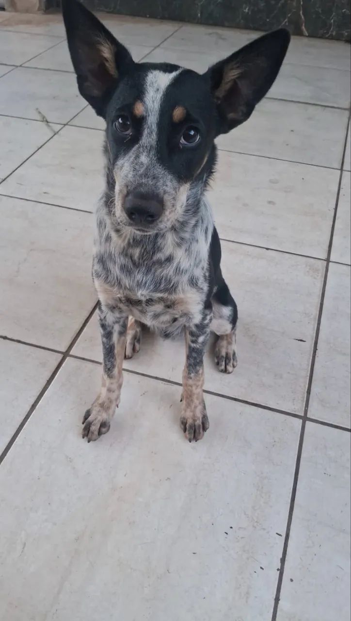 DOAÇÃO DE CACHORRO - Foto 2