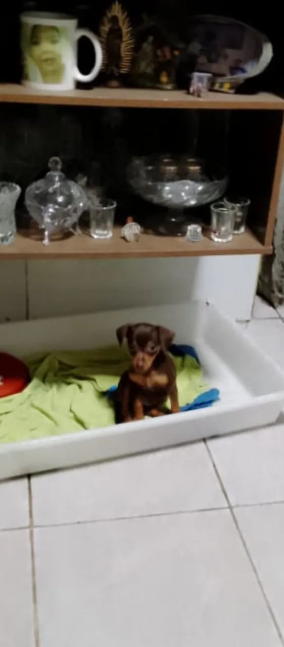 Pinscher Macho - Foto 4
