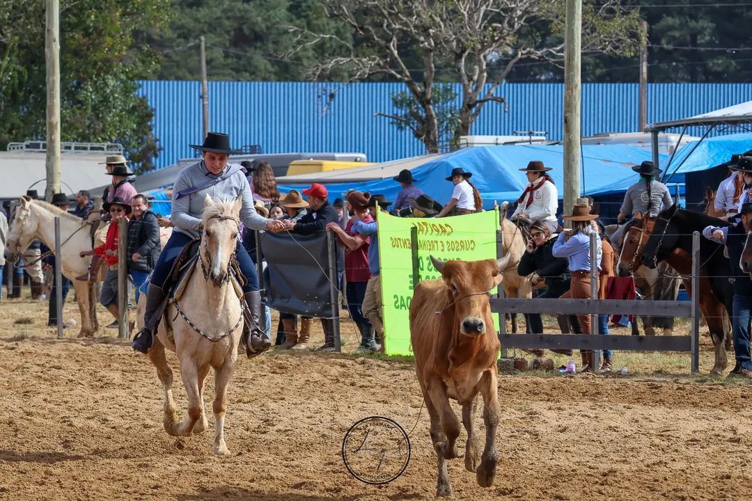 Vende-se Égua baia  - Foto 4