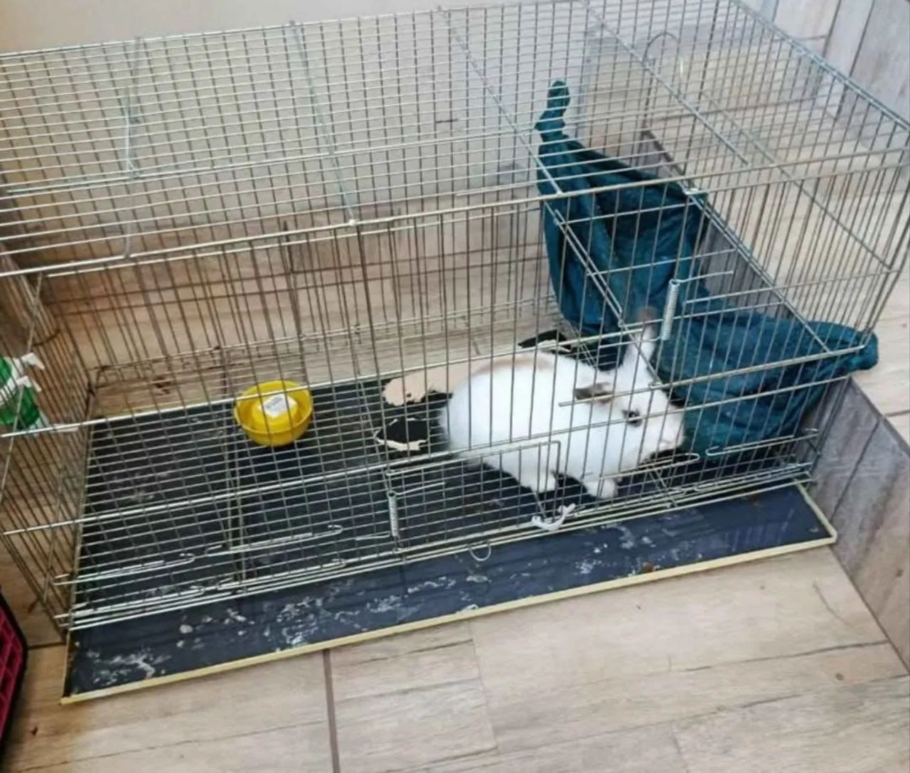 Mini coelho