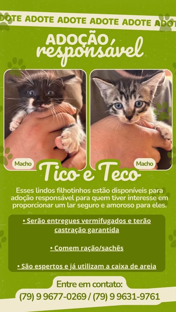Gatinhos machos para adoção 