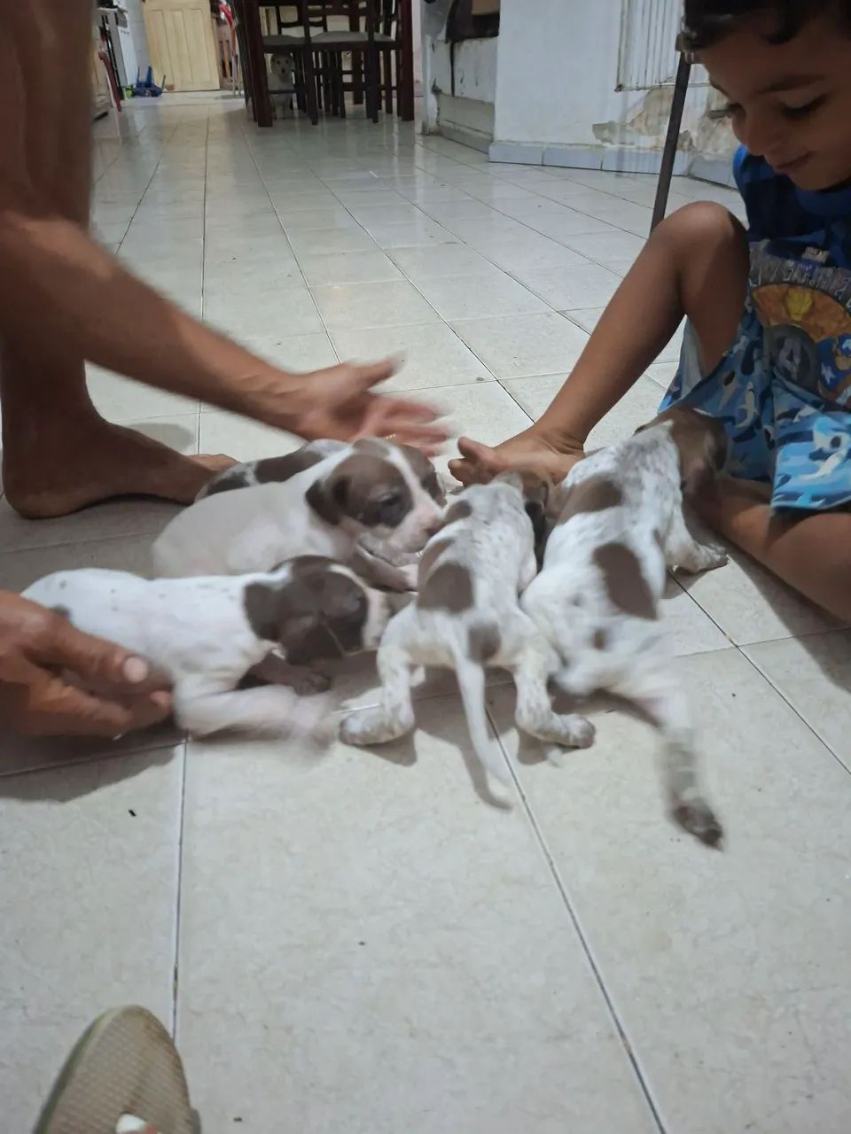 Filhote de cachorro  perdigueiro  - Foto 4
