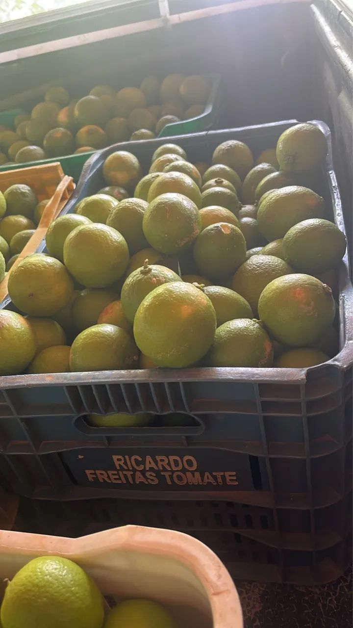 Limão taiti - Foto 3