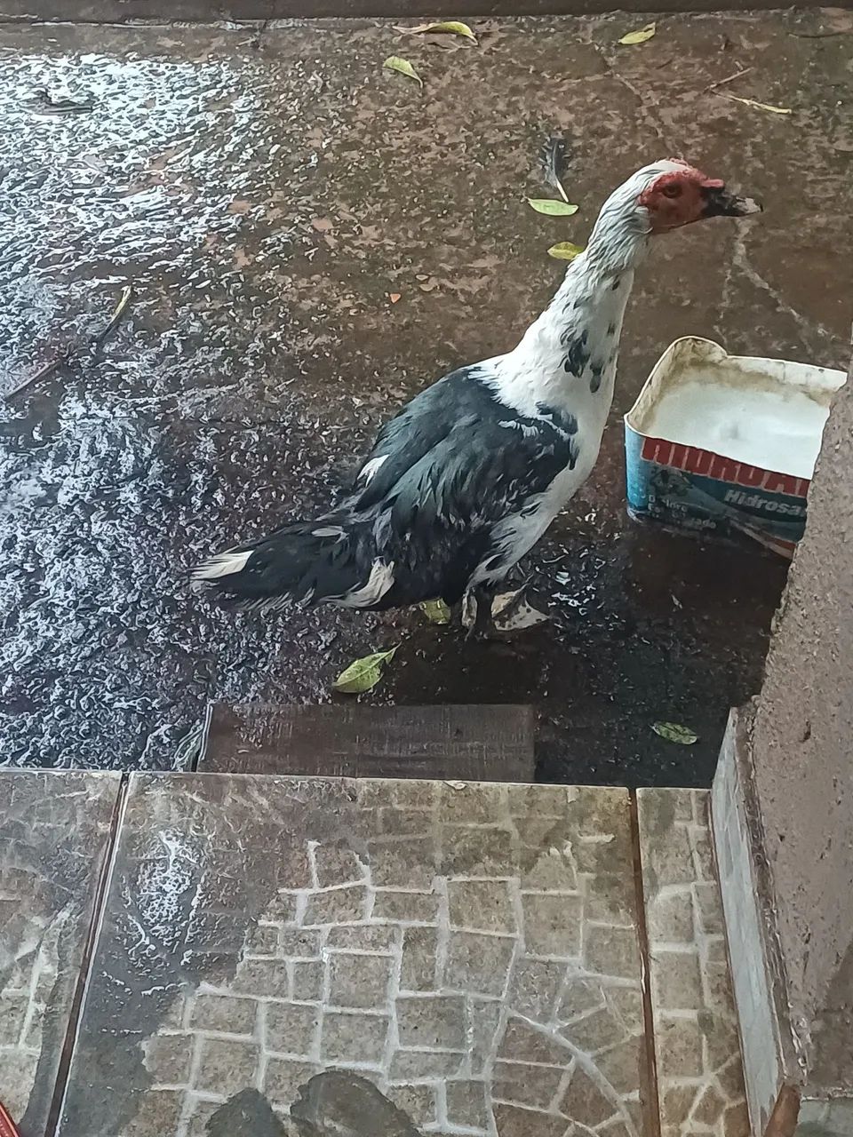 Vendo Pato  - Foto 3