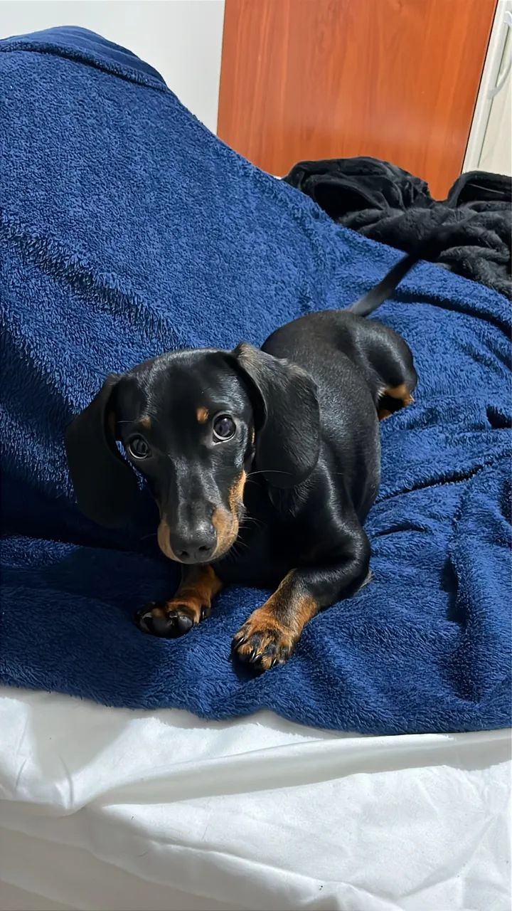 Dachshund - Foto 3