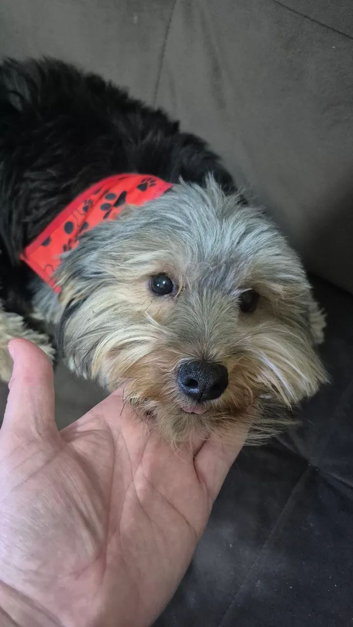 Vendo cão macho Yorkshire 