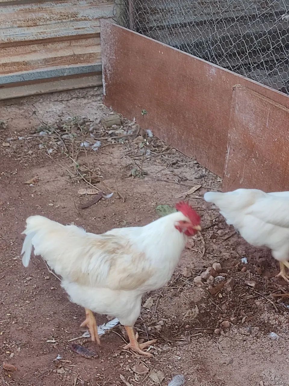 Frangos e patos  - Foto 3