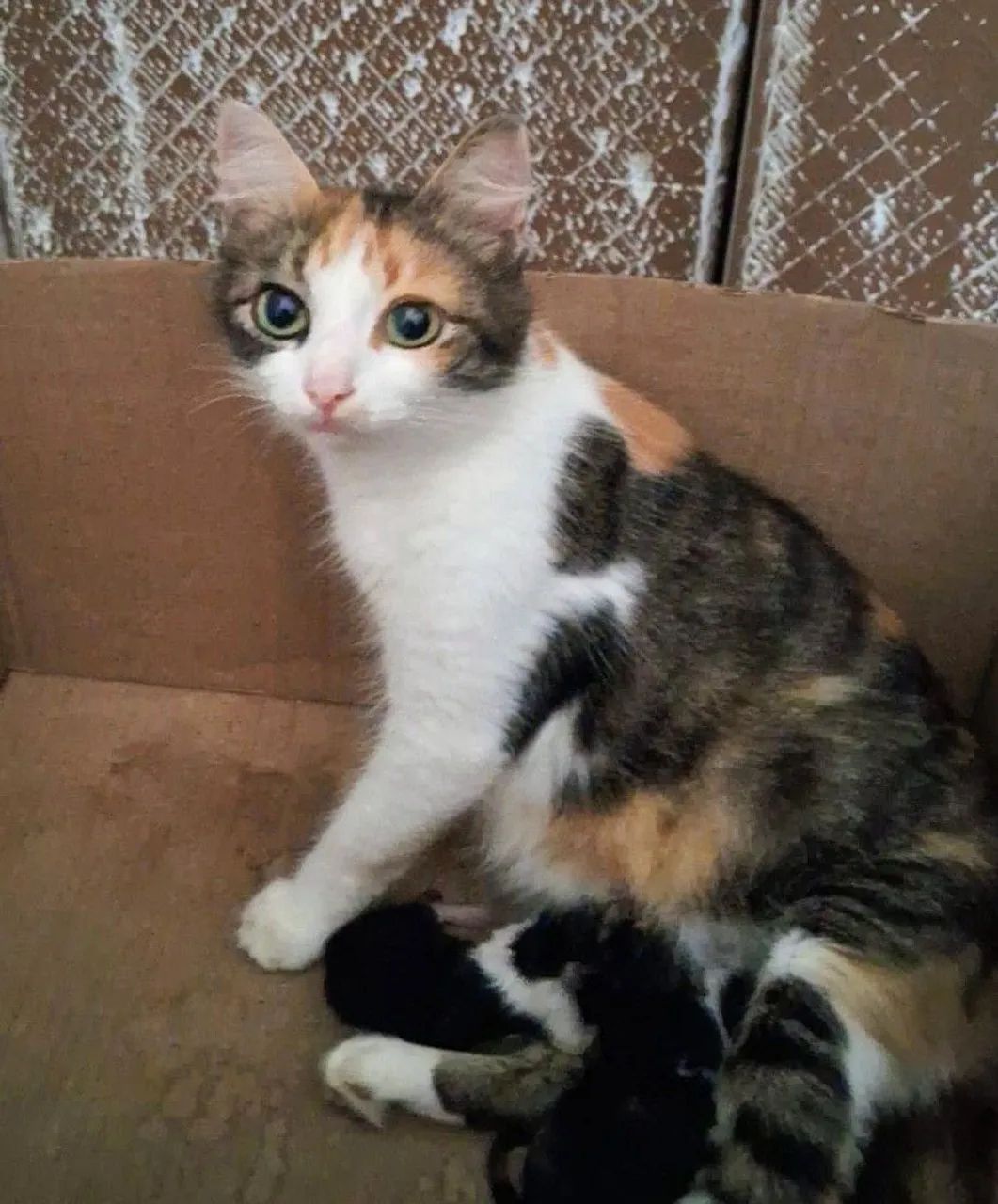 Gata castrada, 10 meses - Foto 2