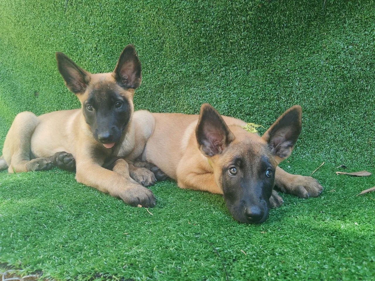 Pastor Belga Malinois  - Foto 3