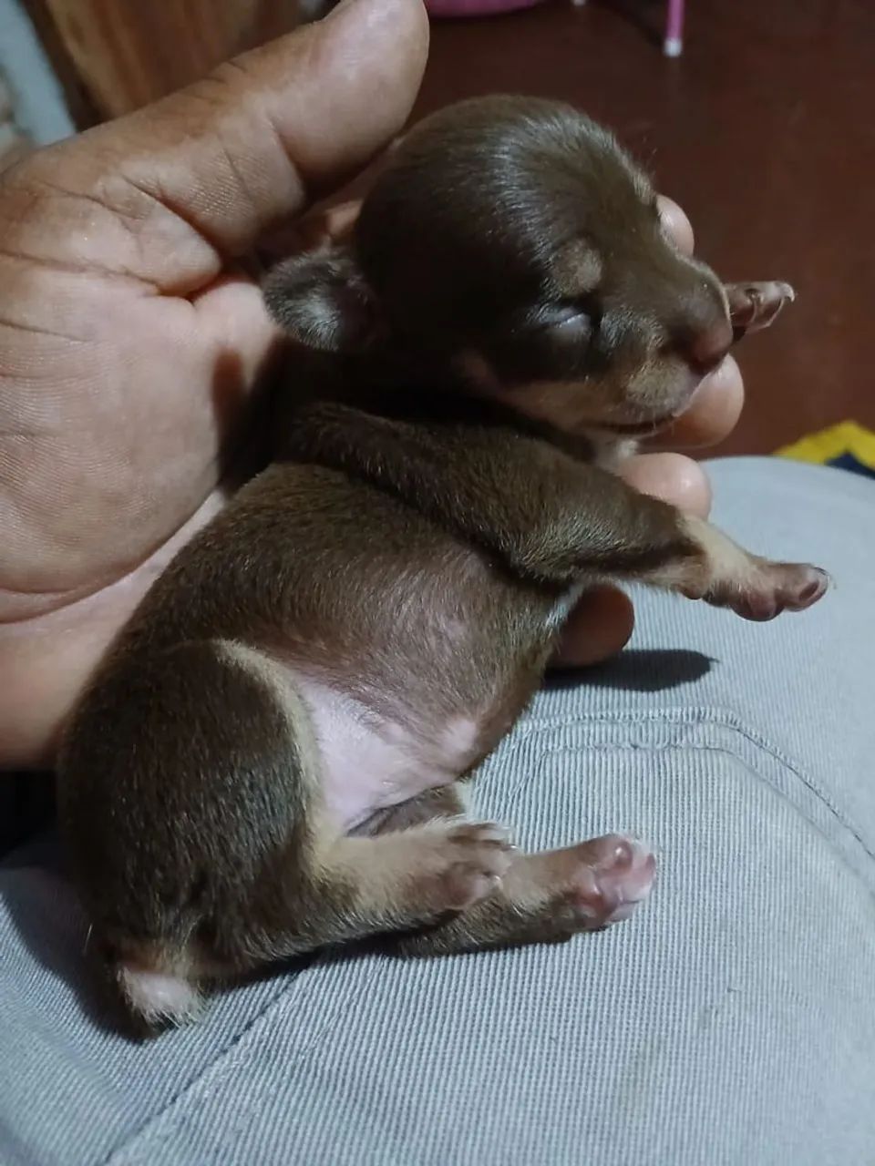 Cachorro de 1500 - Foto 2