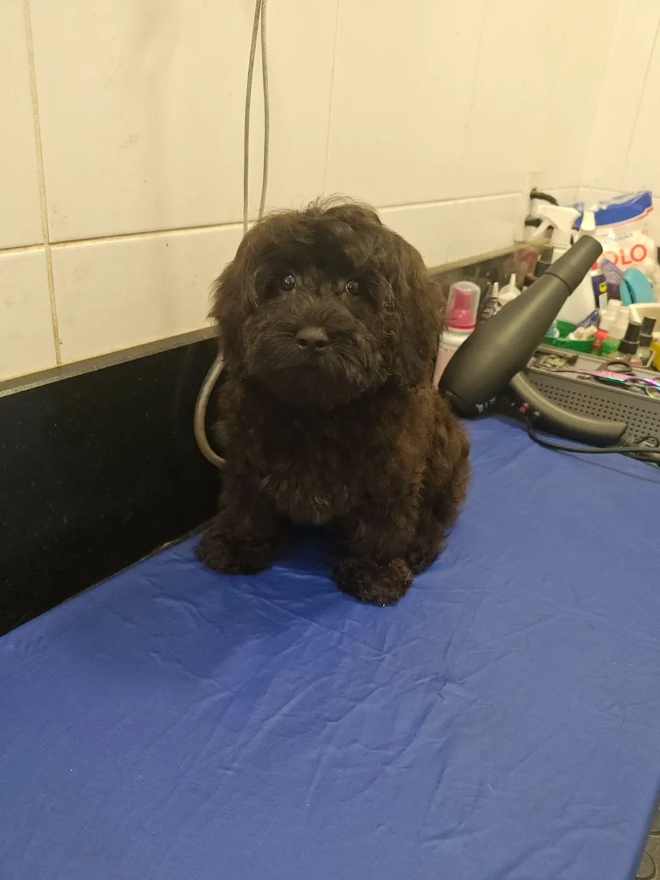 Lindíssima filhote de Cavapoo cor Preto e Creme - Foto 3
