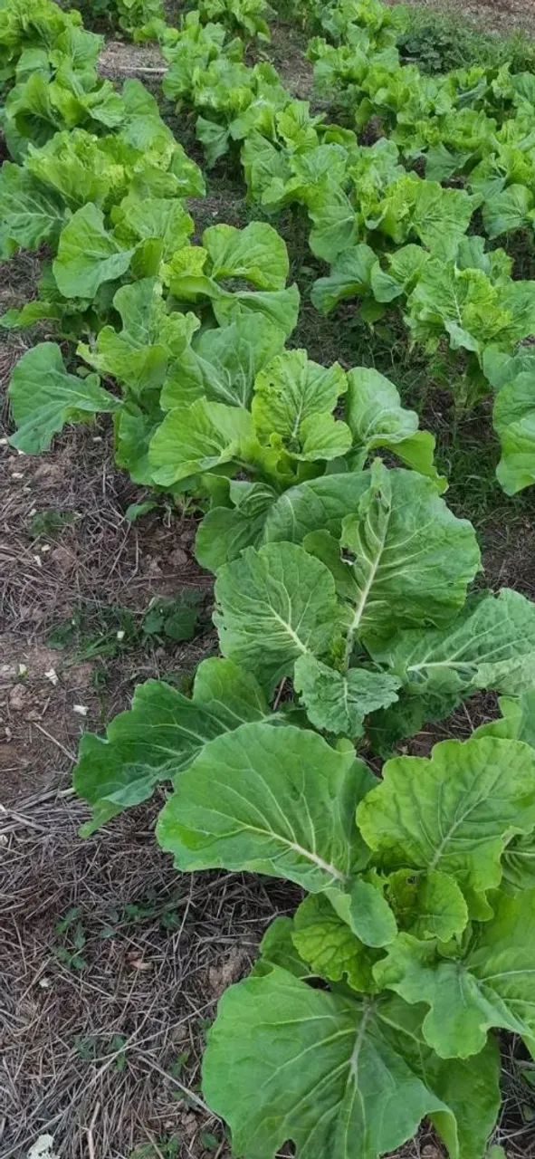 Hortaliças abobora jilo coive alface quiabo - Foto 3