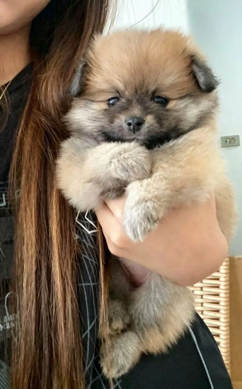 Spitz alemão 