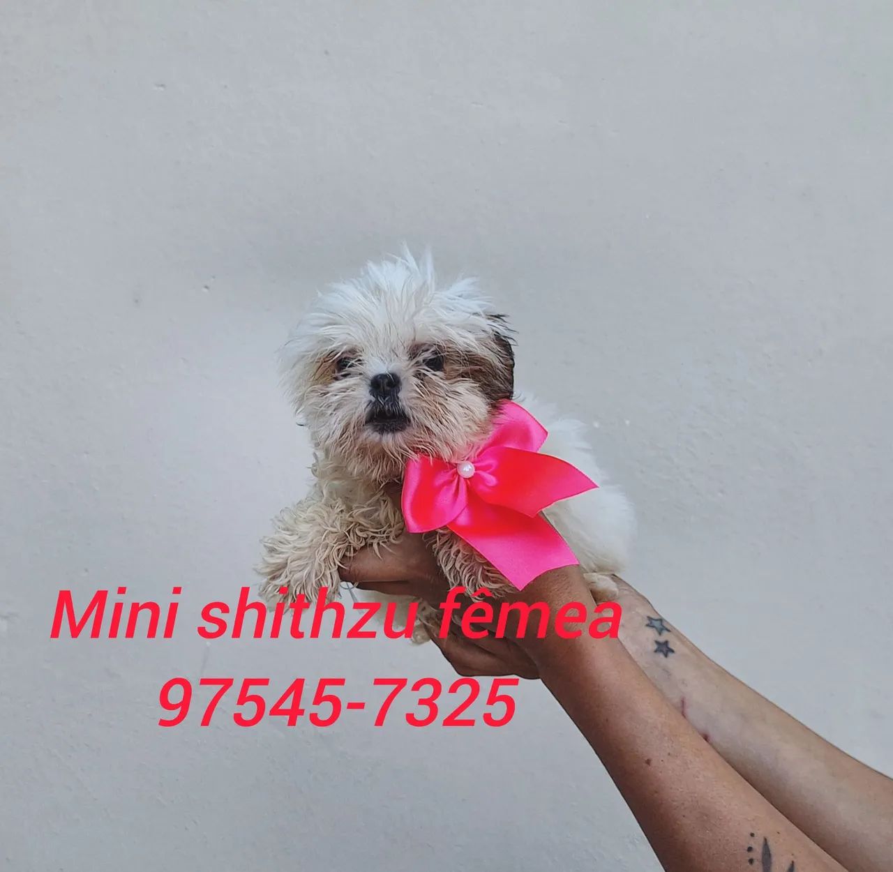 Mini shithzu com garantia de saúde - Foto 3