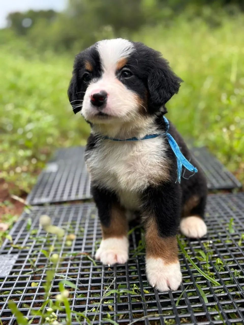 Bernese Mountain | Cheio de Ternura ?