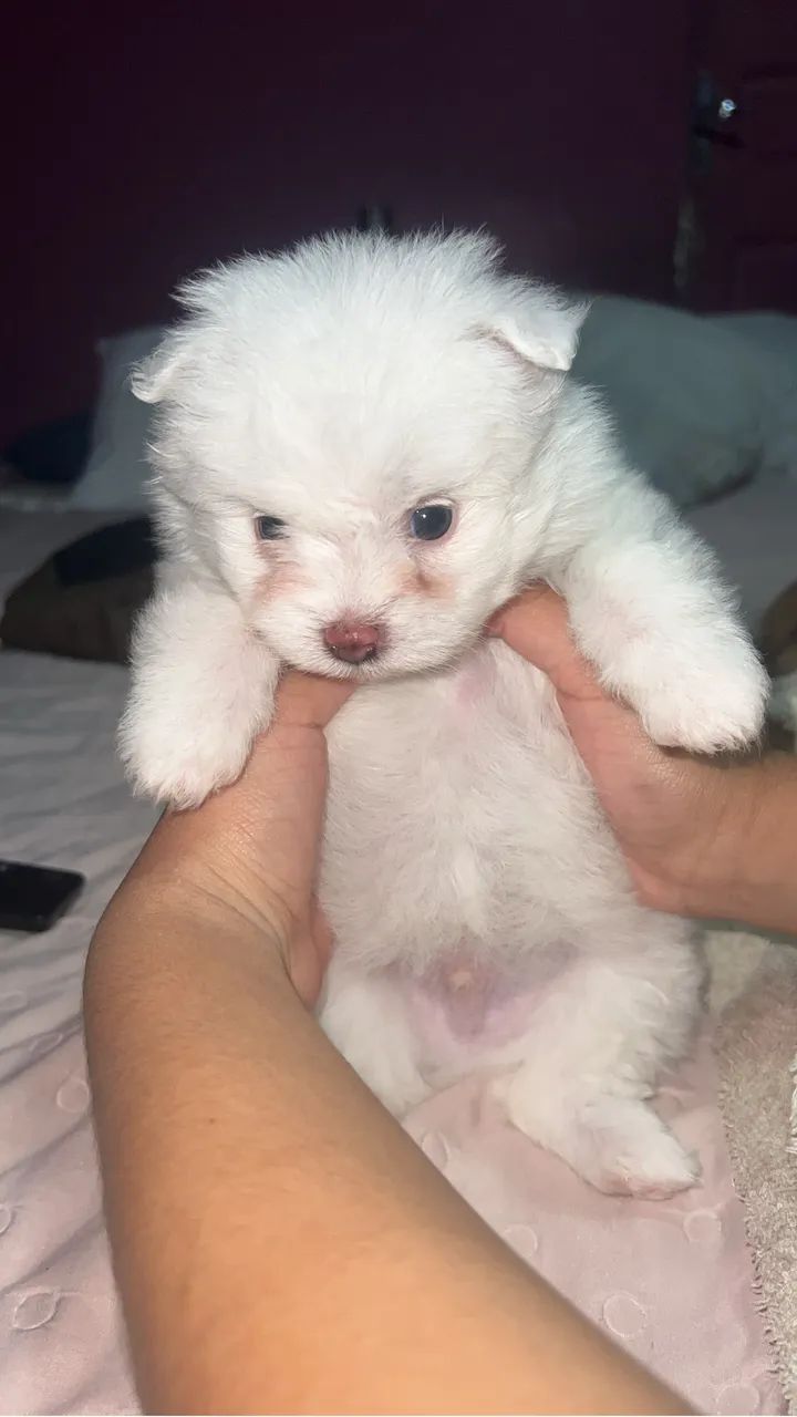 Spitz alemão  - Foto 5
