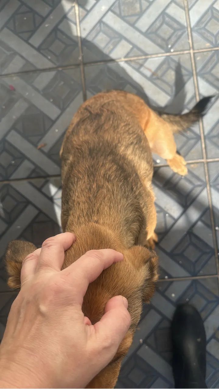 Doação de cachorros  - Foto 4