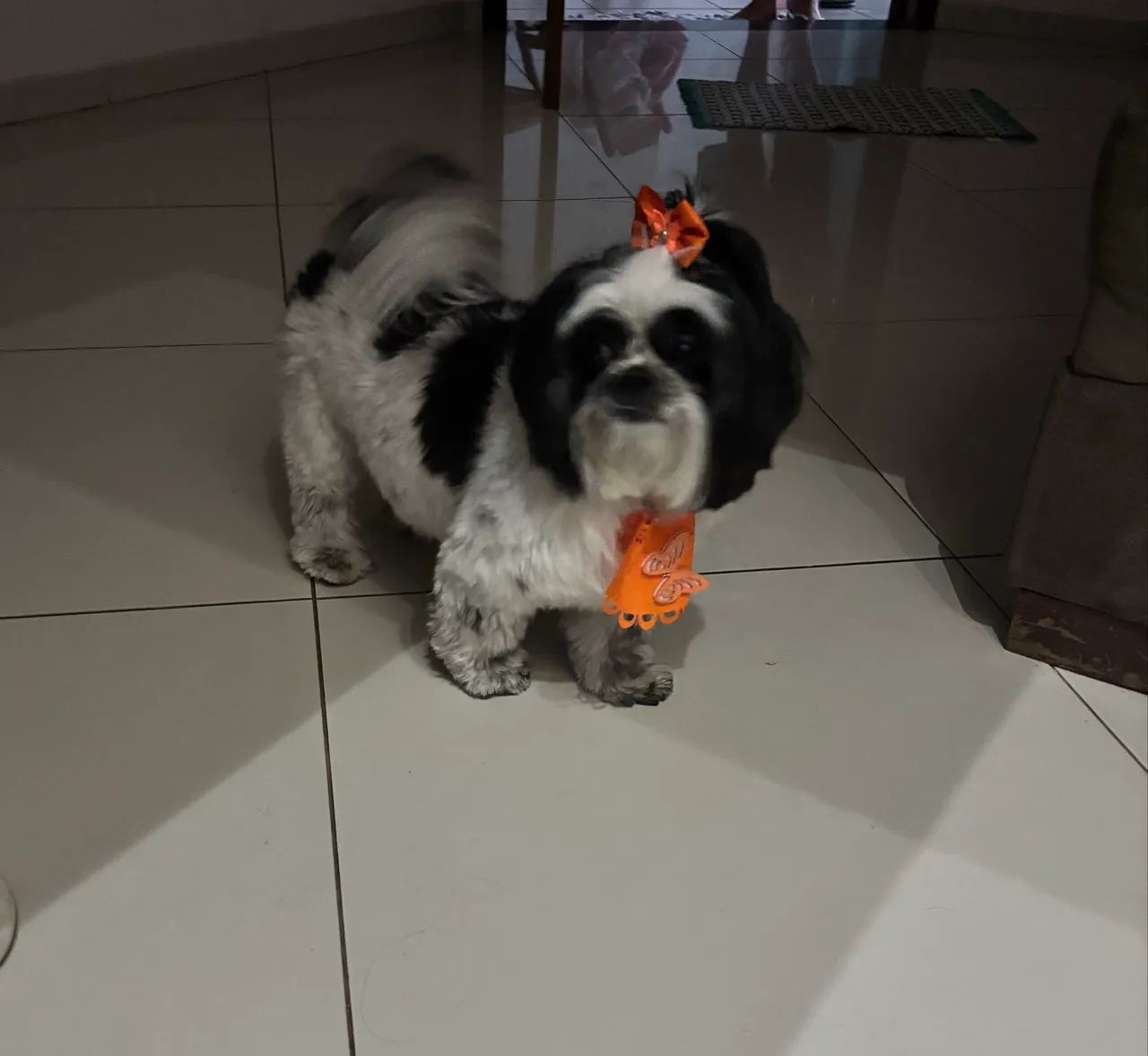 Procuro namorado Shitzu  - Foto 2