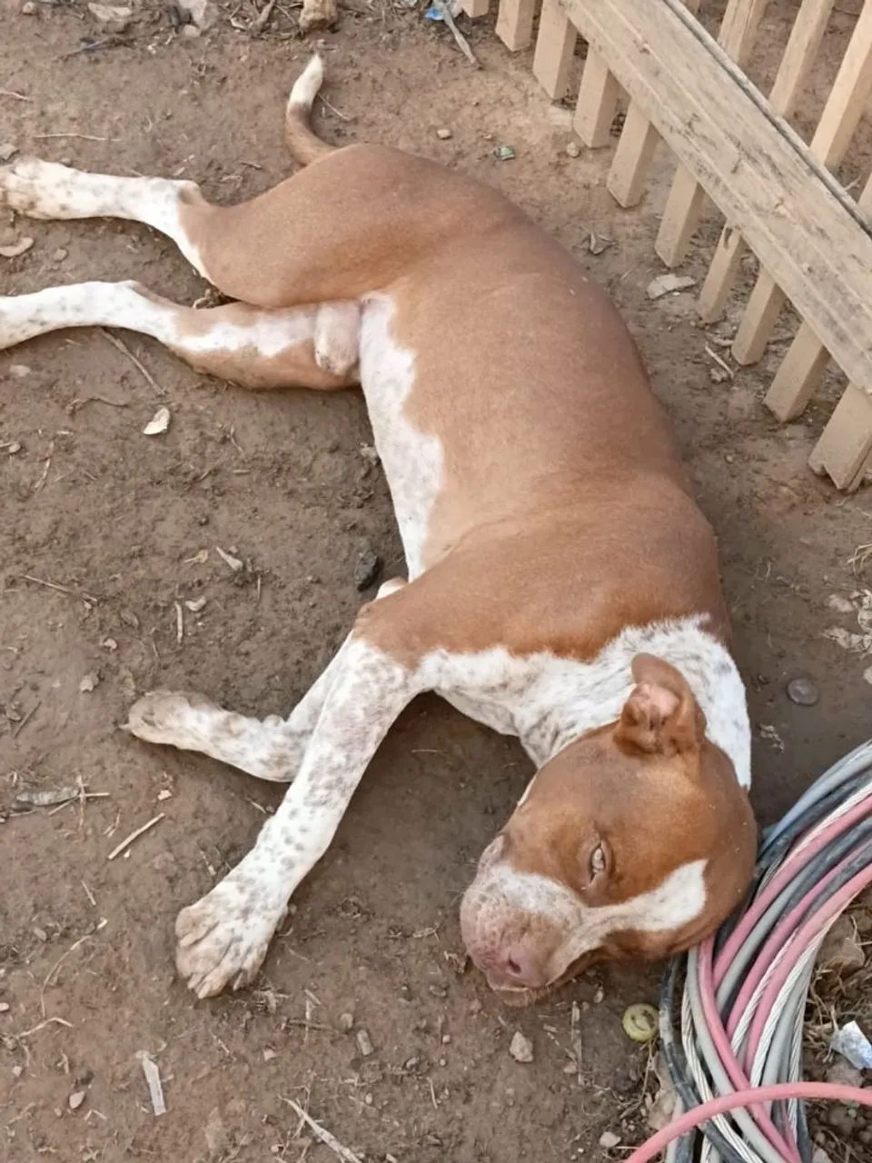 Filhote de pitbull macho  - Foto 2