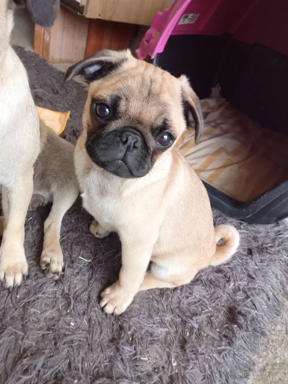 Vendo filhote de Pug macho  - Foto 5