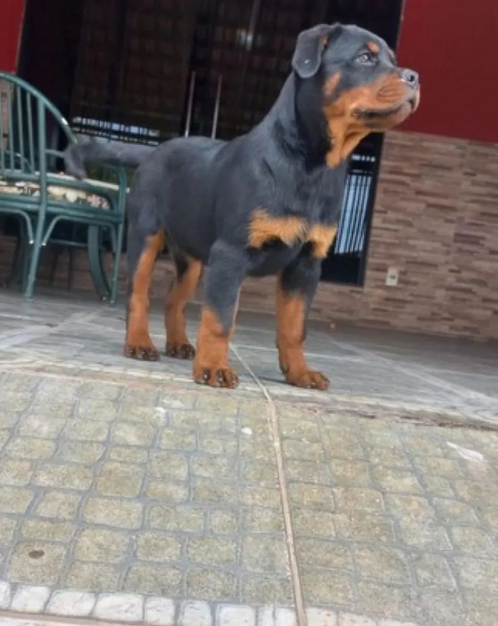 Vendo Filhotes Rottweiler  - Foto 4