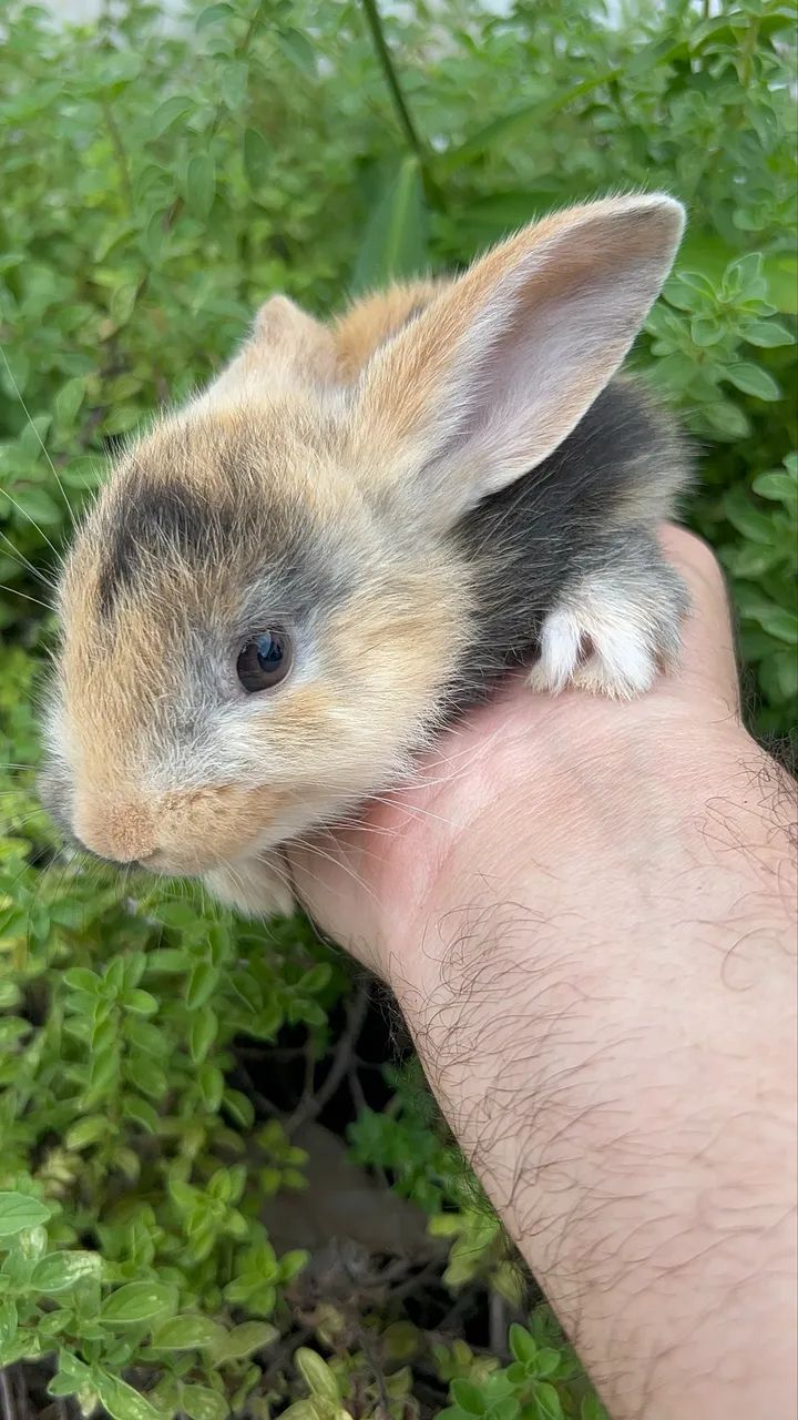 Coelhos 