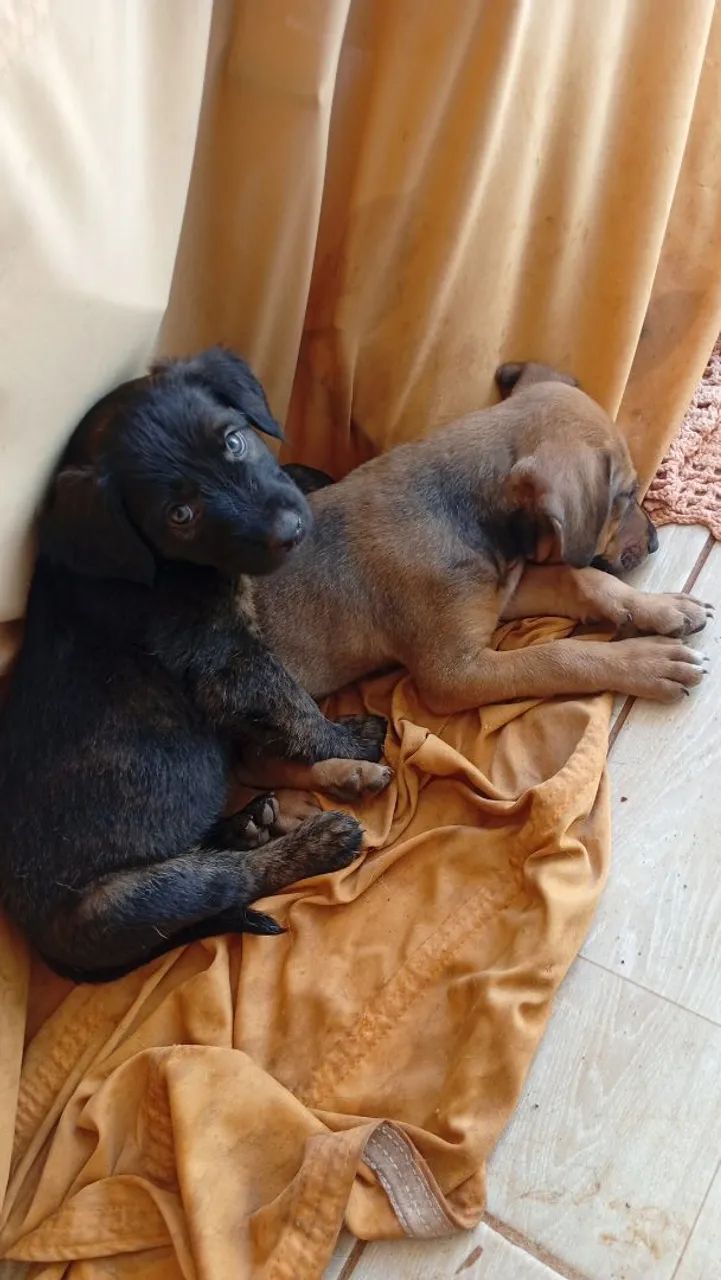 Adoção consciente quem goste dos bichinhos e queira cuidar dar carinho. - Foto 2
