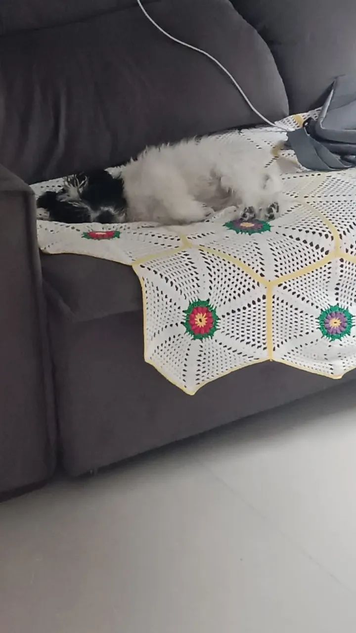 Filhote Lhasa 