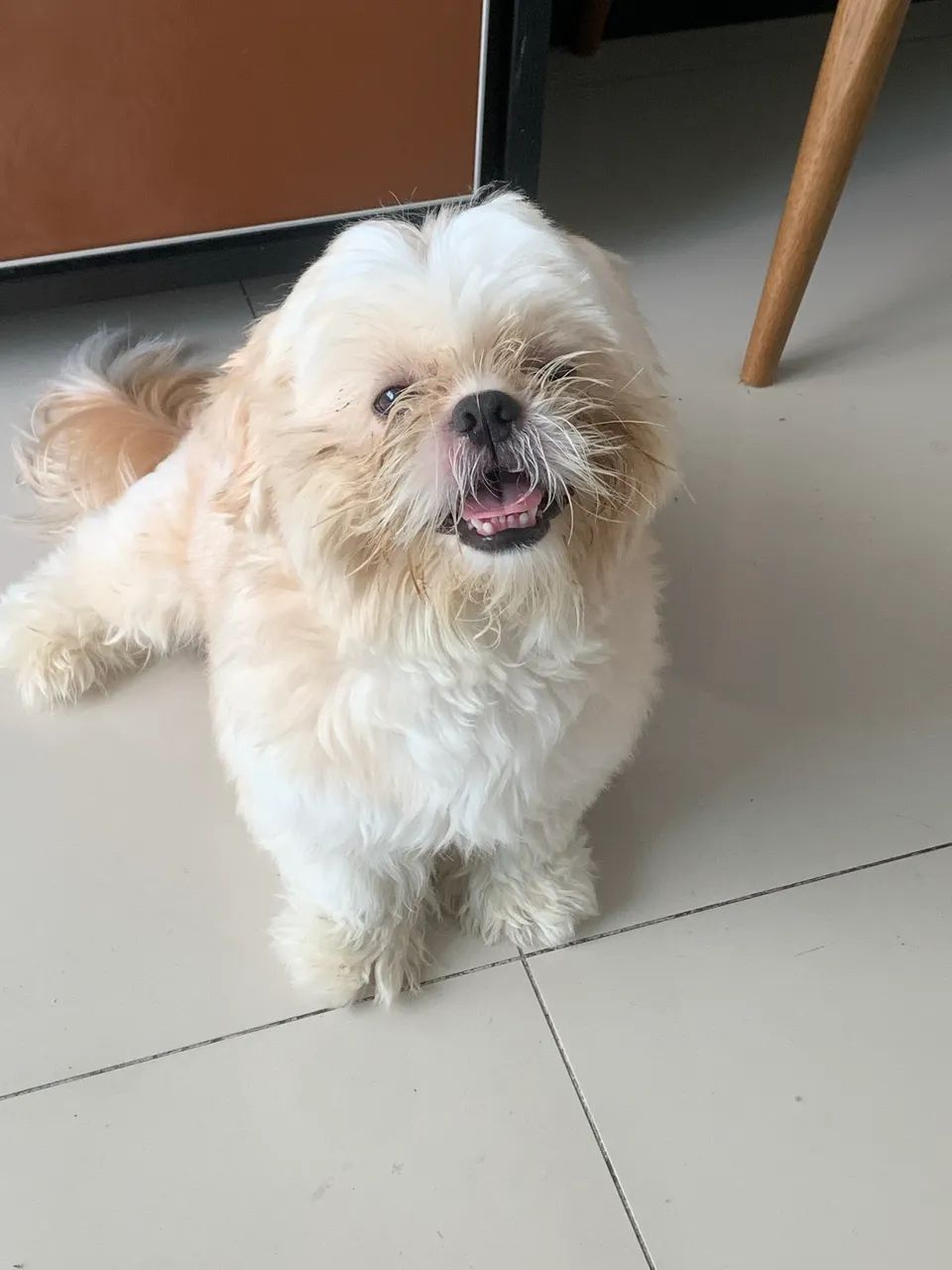 Shih tzu macho para Cruzar