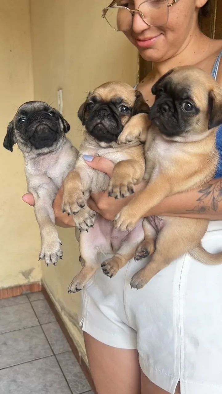 Filhotes de Pug - Foto 2