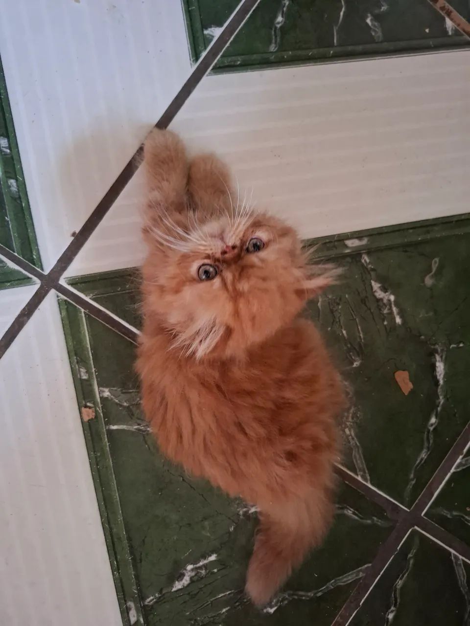 Disponível  machinho persa laranja 1800.00 - Foto 4