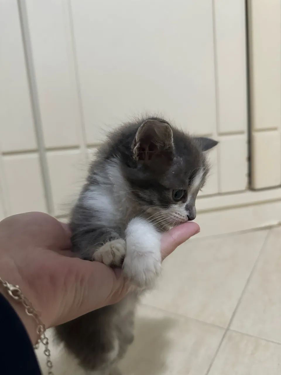 Gatinho macho para adoção  - Foto 3