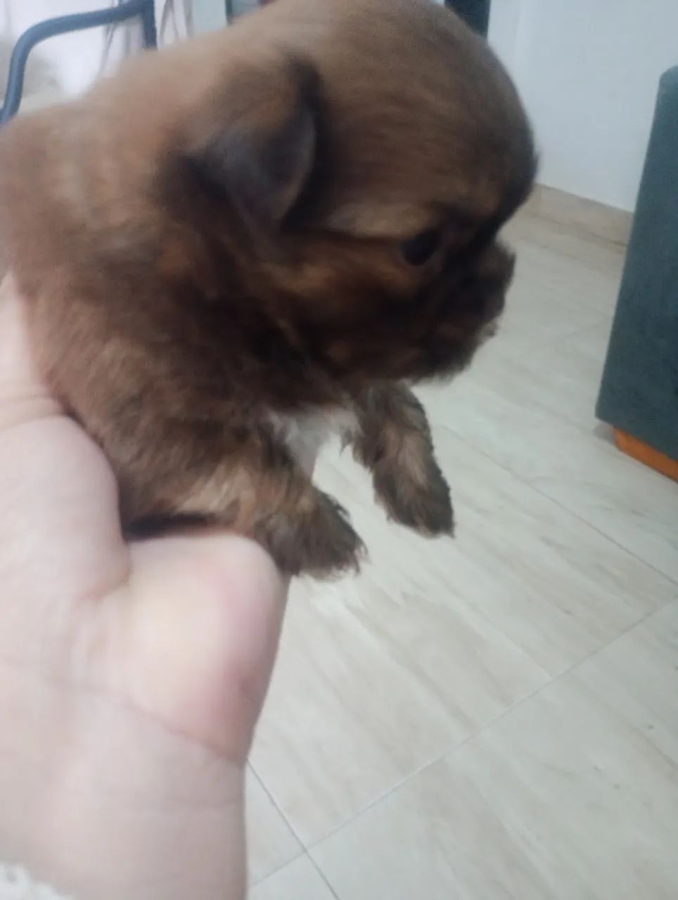 Filhotes de Shitzu  - Foto 3