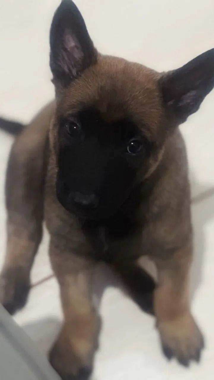 Cachorro belga malinois macho