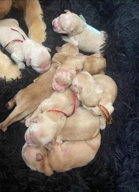 Doção cachorro 