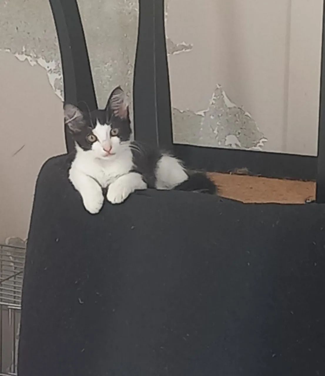 Gatinha para adoção - Foto 4