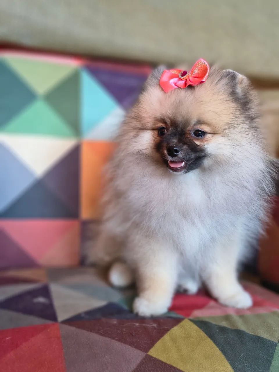 SPITZ ALEMÃO FÊMEA  - Foto 3